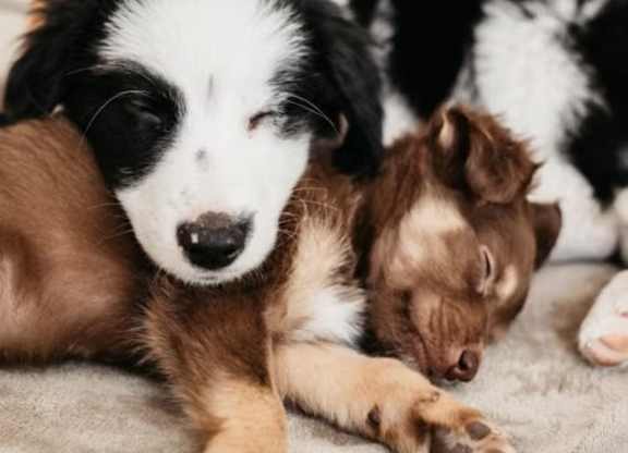 A brown and white puppy is sleeping next to a brown puppy.