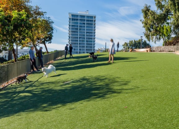 a grassy area with people and dogs on it
