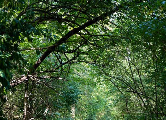 Saddlebrook at Tates Creek