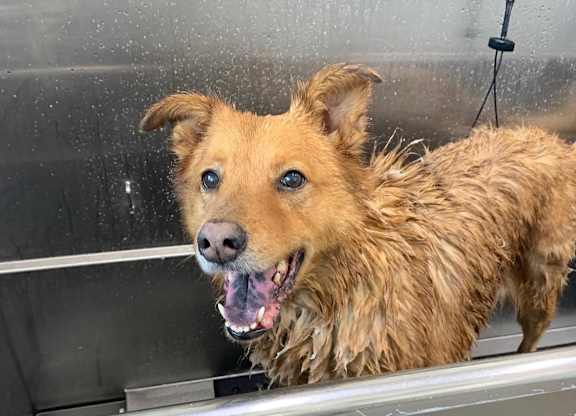 a dog in a bathtub with water sprayed on it