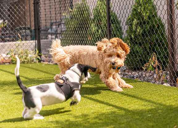 Pets playing outdoors at Harper Apartments in St Paul, MN
