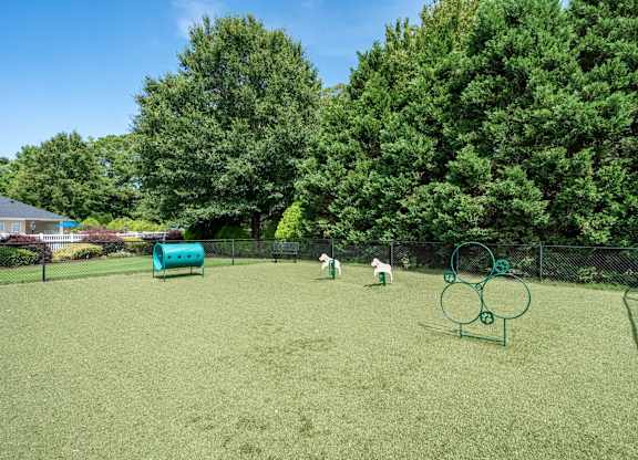 A dog is playing in a green field with a frisbee.