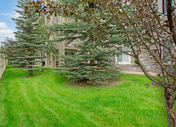 Lush green lawn bordered by a wooden fence and evergreen trees beside The Pointe at Applewood apartment building. The scene is calm and well-maintained.