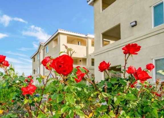 Red flowers in front of a building.