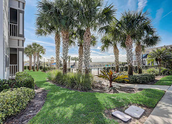 a yard with palm trees and grass and a sidewalk