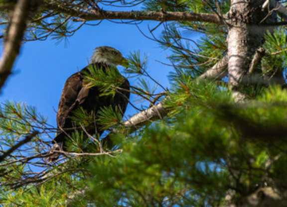 A bird is perched on a branch surrounded by green pine needles.