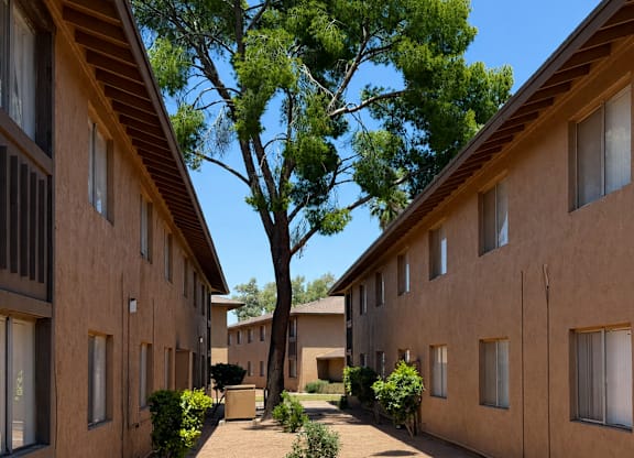 A tree in the middle of a courtyard surrounded by buildings.