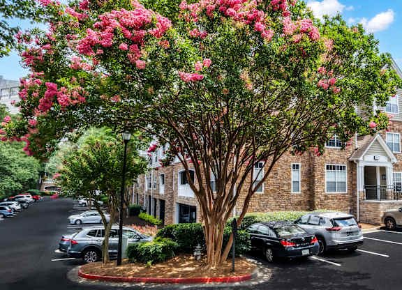 A tree with pink flowers is in the foreground of a street with cars and buildings.