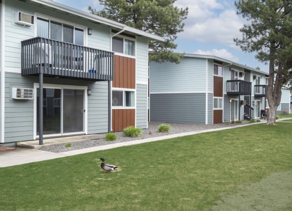 a duck walking in the grass in front of an apartment building