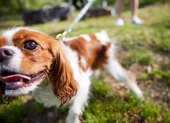 Vinings Lofts and Apartments in Atlanta - Pet friendly