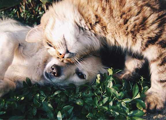 The District Boynton - Apartments near I-95 - pet friendly community with pet spa