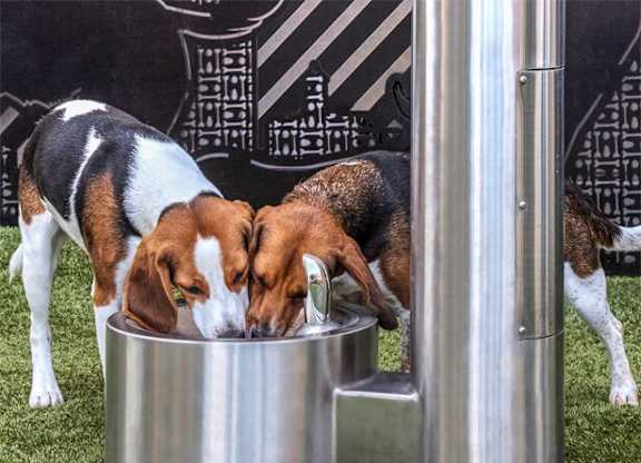 Metro 112 - Bellevue, WA - pet-friendly