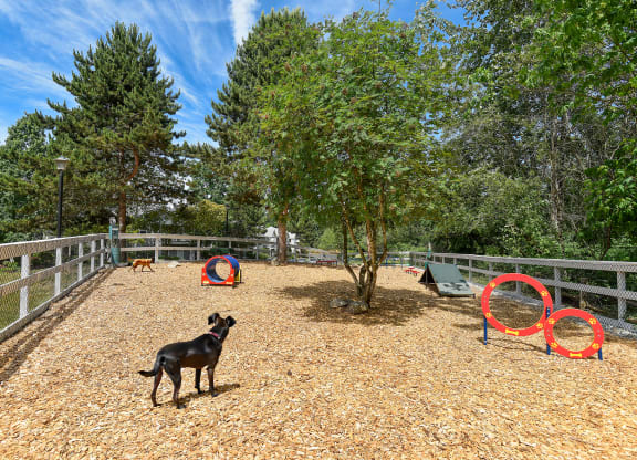 a black dog standing in a fenced in area with trees in the background