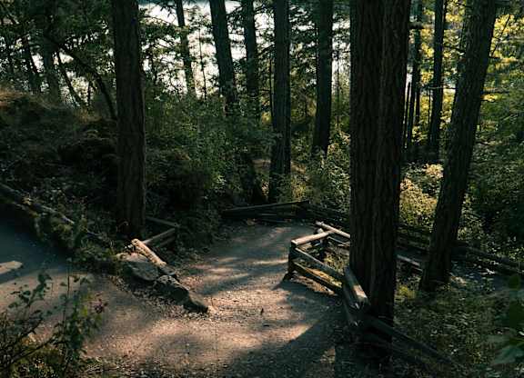 A forest path with a bench on the side.