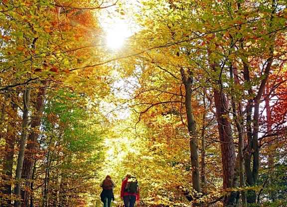 Two people walking a dog in a forest.