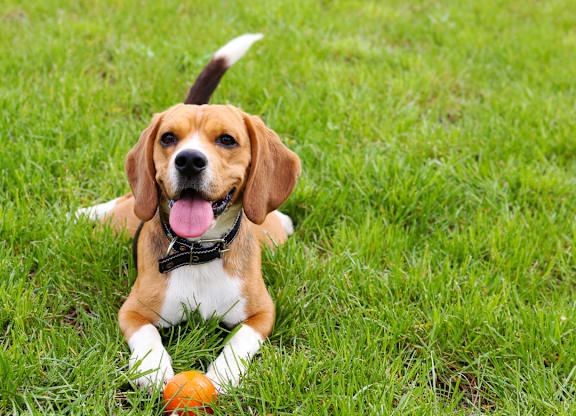 A beagle dog is lying on the grass with a ball in its mouth.