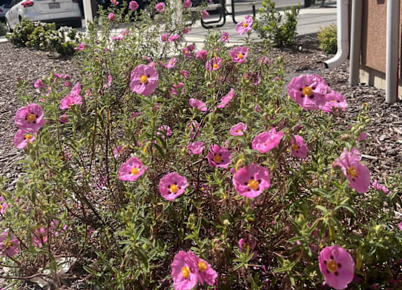 A bush of pink flowers is in the foreground of a white building.