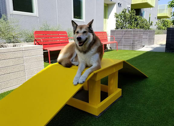 Dog Run