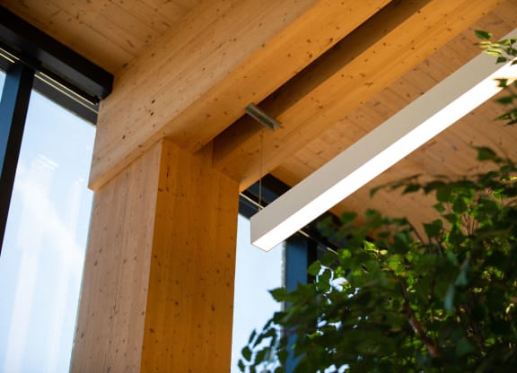 Wood ceiling and plants