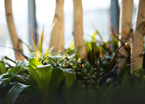 Potted plants at Bergen Gardens