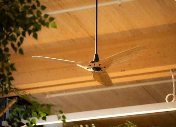 Ceiling fan