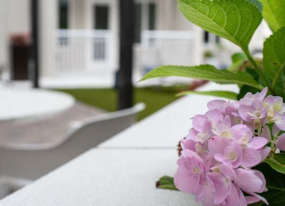Details of the beautiful landscaping at Novi Rise in Concord, NC