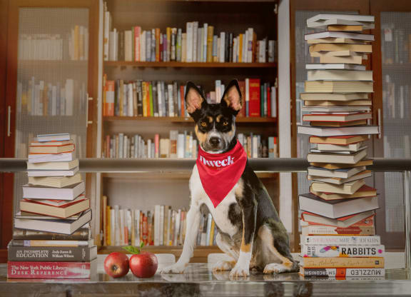 Dweck Dog in Library