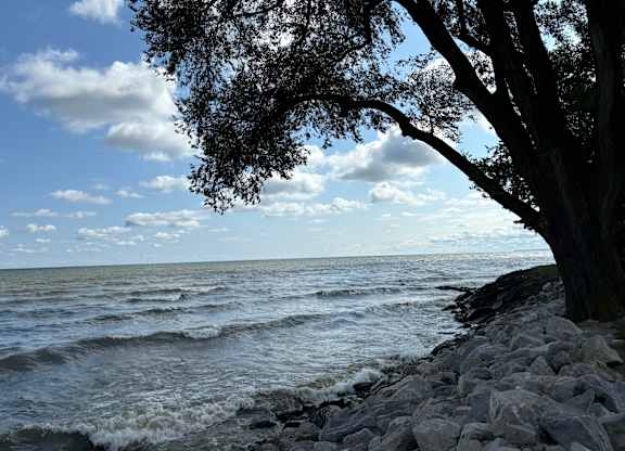 A tree stands on a rocky shore by the water.