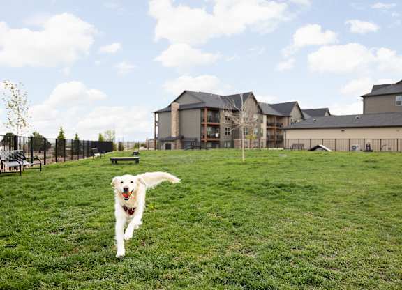 a dog running in a field with a building in the background