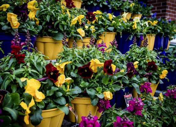 potted flowers