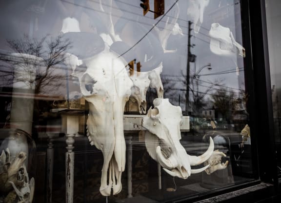 animal skulls on display