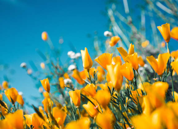 a field of yellow flowers with a blue sky in the background
