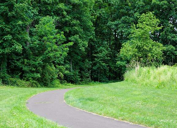 A curvy road in the middle of a lush green forest.