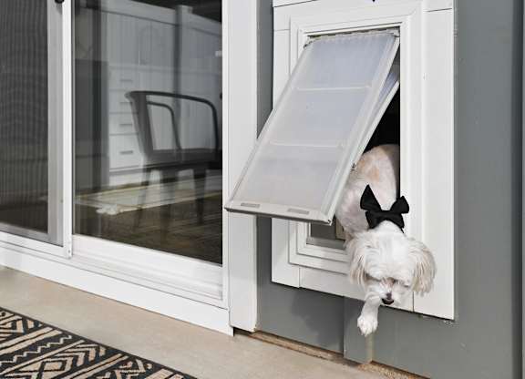 A dog wearing a black bow tie is sticking its head out of a window. at Zora University, Charlotte, North Carolina