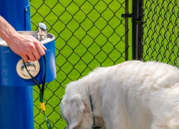 a large white dog drinking water from a water fountain