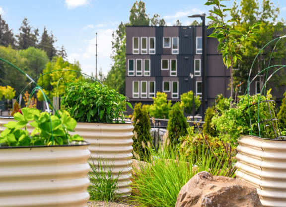a garden with rocks and plants and a building in the background