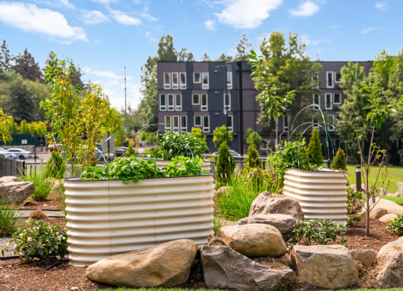 a garden with rocks and plants and a building in the background
