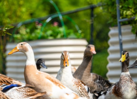a flock of ducks standing next to a fence