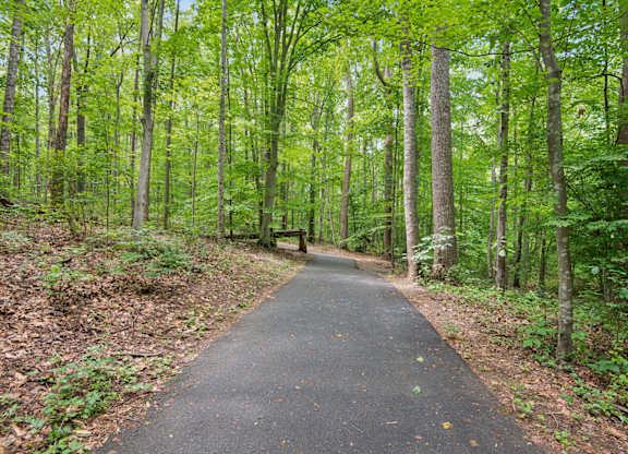 A paved trail winds through a forest of tall trees.