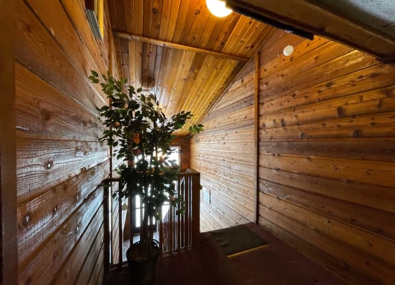 A tree in a pot in a wooden room at Nicole Apartments in Anchorage, AK