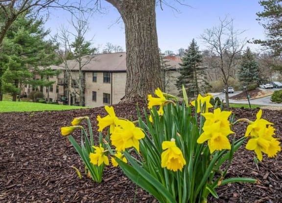 Tree Plantation In Courtyard at Williamsburg South, Pittsburgh, PA