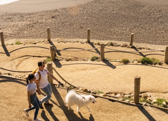 two people walking a dog on the beach