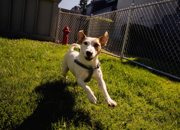 Dog playing in a dog park at Arrive Vacaville, California, 95687