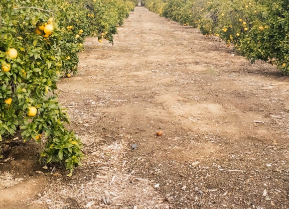 a hot air balloon flying over a dirt road and orange trees at Arrive Temecula, California ,92591