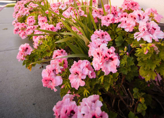 a planter filled with pink flowers next to a building at Oak Park Apartments, California