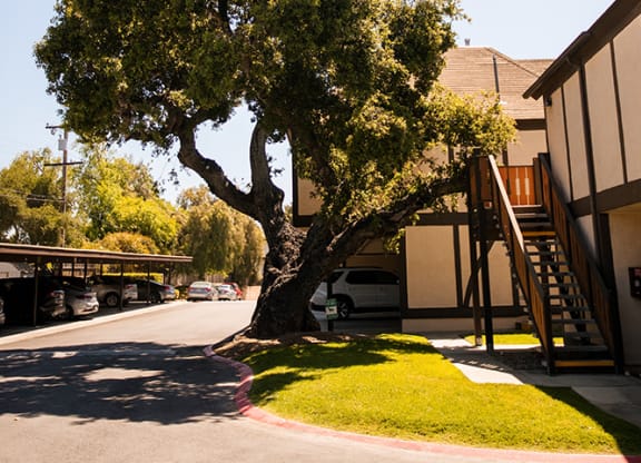 a tree in the middle of a street next to a building at Oak Park Apartments, California, 93463