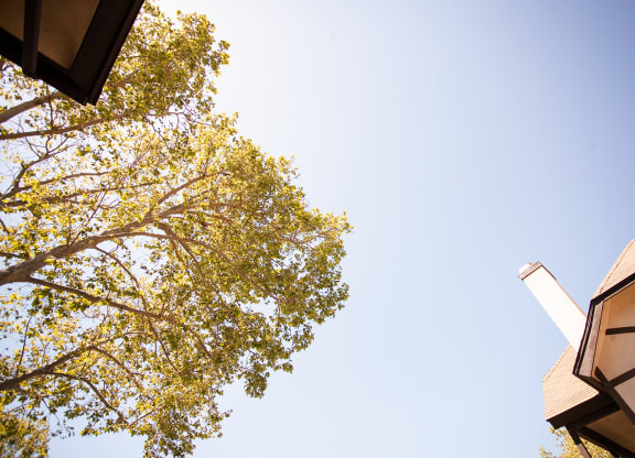 a picture of a tree and a building with the sky in the background at Oak Park Apartments, California, 93463