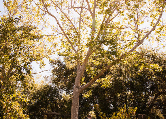 a man walking down a path next to a tree at Oak Park Apartments, California