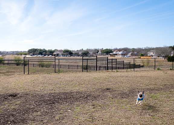 A dog is standing in a field behind a fence.