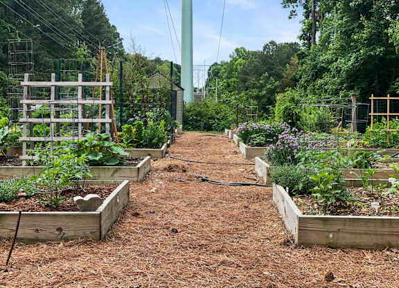 a garden with lots of plants and a dirt path